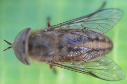 Atylotus latistriatus